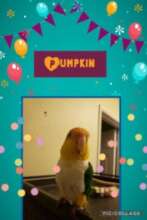 Pumpkin