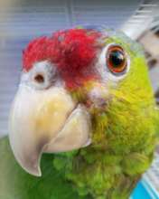 Quatro