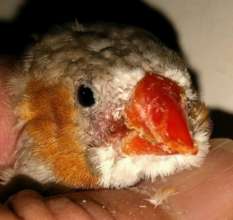 Scissor Beak