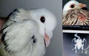 SeaMore (Racing Pigeon)