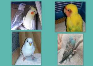 Small Parrots