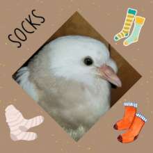 Socks
