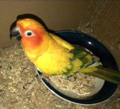 Soleil's Former Cardboard Box Home