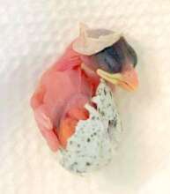 Hatchling English House Sparrow