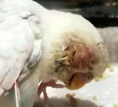Parakeet, Squirt