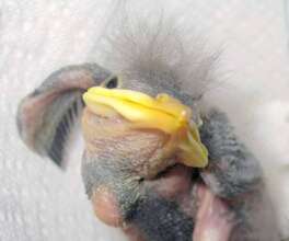 Nestling European Starling