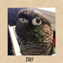 Tiki