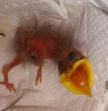 Tiny nestling European Starling