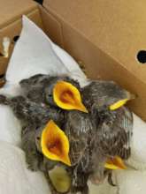 Homeless Due To Tree Trimming. European Starlings