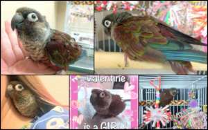 Valentine, Green Cheeked Conure