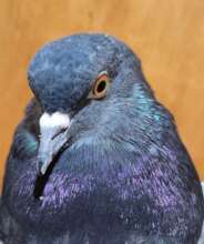 Victorville Roller Pigeon