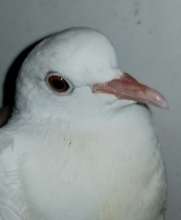 Ringneck Dove. Please don't release them!