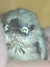 Nestling Pin-tailed Whydah