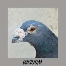 Wisdom