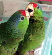 Baby Amazon parrots, BBG and Emerald.