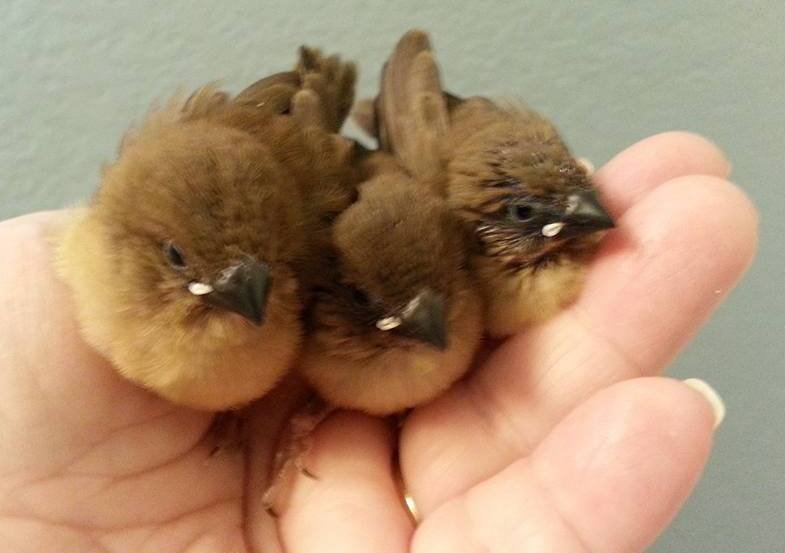 Mannikins aka Spice Finches