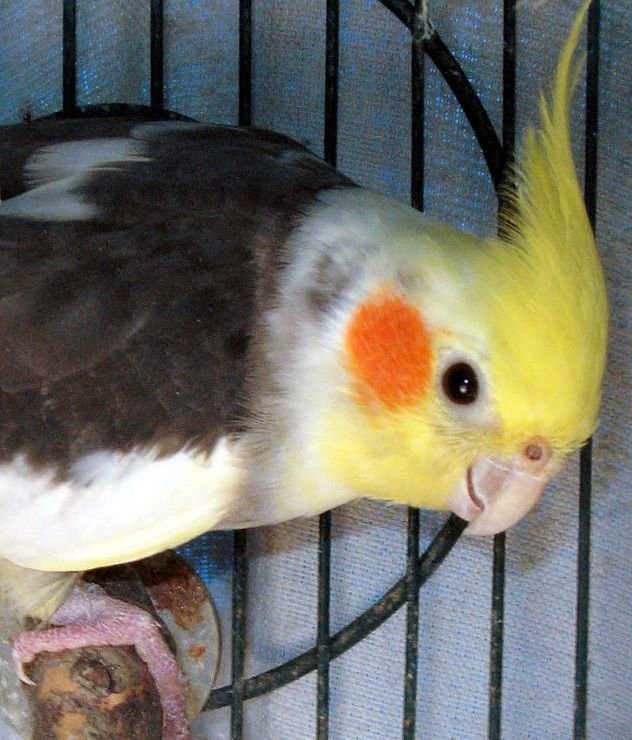 Rescued Cockatiel