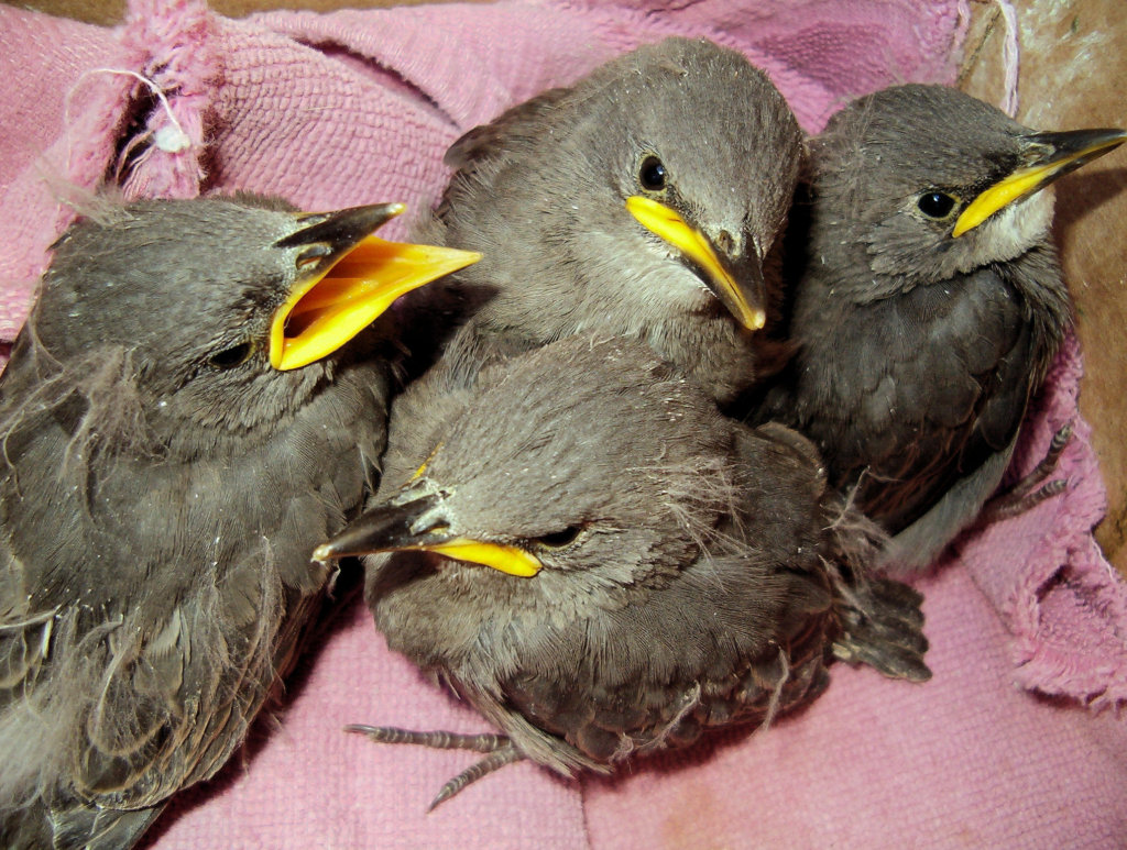 Young European Starlings