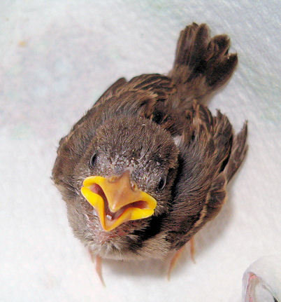 Fledgling English House Sparrow