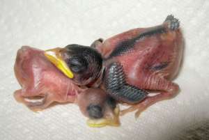 Baby Sparrows