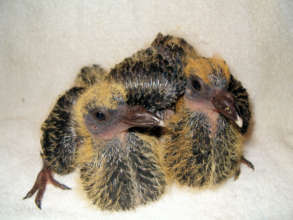 Baby Pigeons