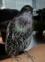 Gizmo - European Starling