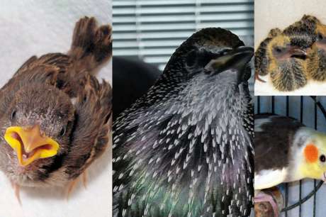 Save Sick, Injured, & Orphaned Birds - California