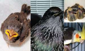 Save Sick, Injured, & Orphaned Birds - California