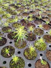 Close up of the seedlings currently growing