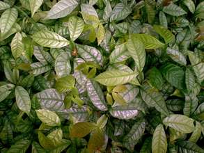 Inga Edulis Crop