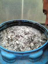 Organic fungicide used to battle fungus