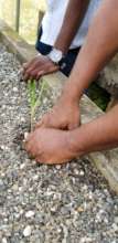 Planting seedlings in clean grow bed.