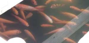 Healthy fish swimming in tank.