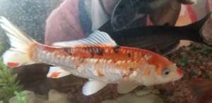 Harvest-ready fish for sale & consumption.