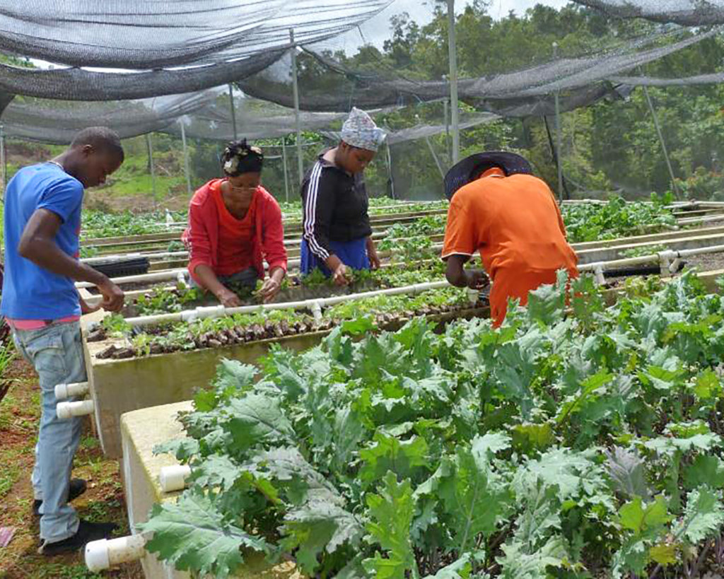 how to share fund jamaican farmers in climate-smart