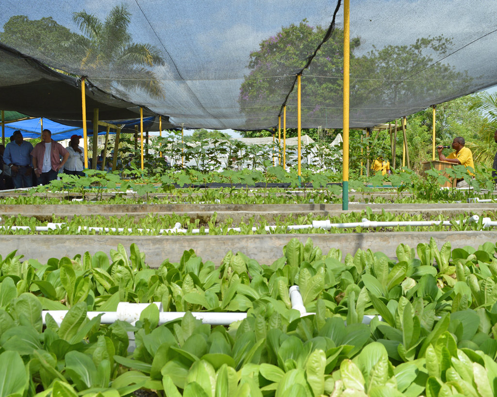 Fund Jamaican Farmers in Climate-Smart Aquaponics