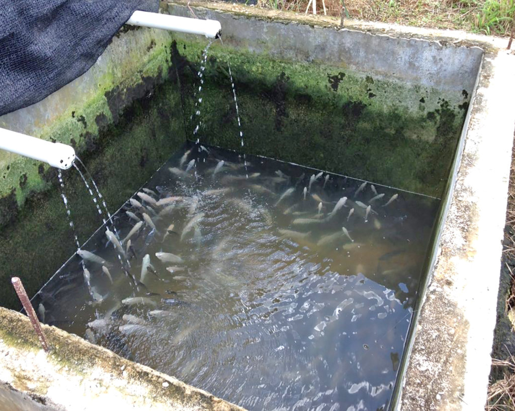 Fund Jamaican Farmers in Climate-Smart Aquaponics