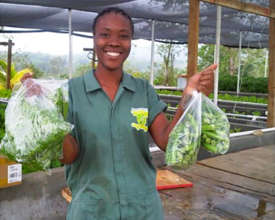 Fund Jamaican Farmers in Climate-Smart Aquaponics