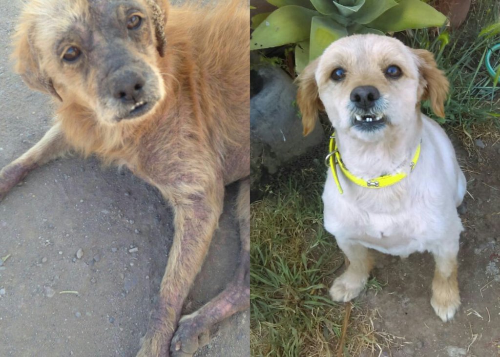 Give foster pets a second chance in Chile GlobalGiving