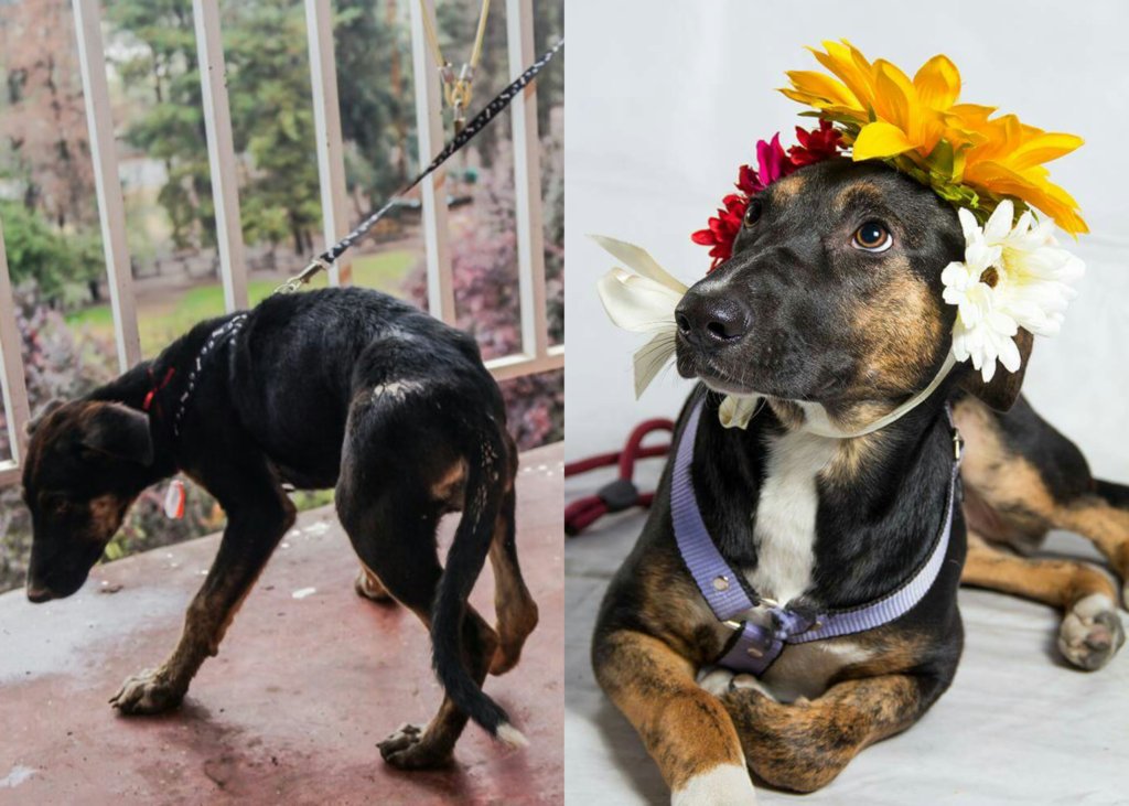 Give foster pets a second chance in Chile GlobalGiving