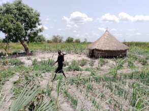 A typical "farm" in South Sudan.