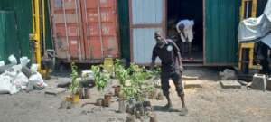 Locally grown seedlings for distribution.