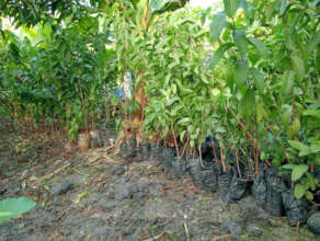 Saplings of fruit trees.