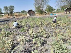 Working in the community garden.