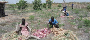 Harvesting onions near Old Fangak, South Sudan.