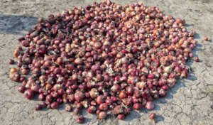 Bountiful harvest.