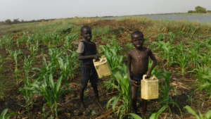 Kids Playing in Crops