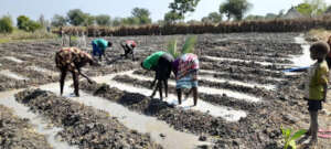 Fighting famine with farming.