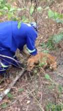 Being freed from the snare in the bush