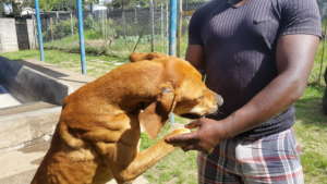 ABUSED, RESCUED FROM A DEEP HOLE, HOMED!